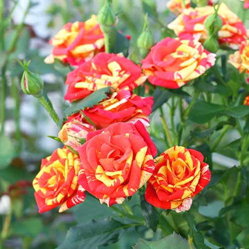 roza-sprey-fayer-flesh_1-1.jpg Троянда бордюрна Файєр Флеш