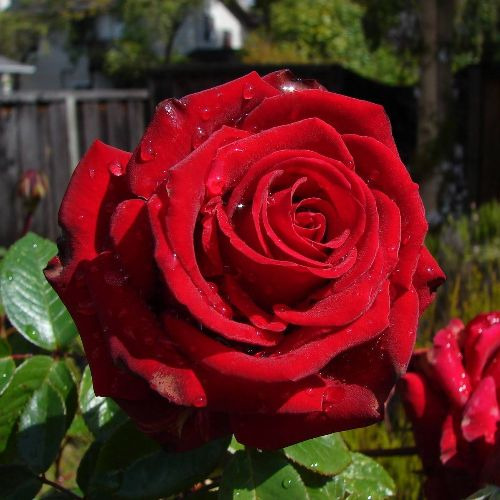 Троянда Експлорер (Explorer)