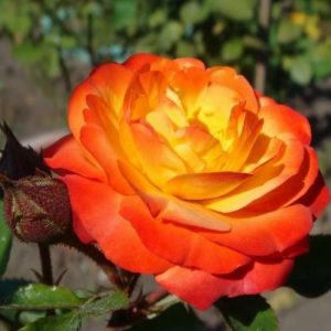 roza_chayno-gibridnaya_solnyshko_sun-91327809666593-1.jpg Троянда Сонечко (Sun)