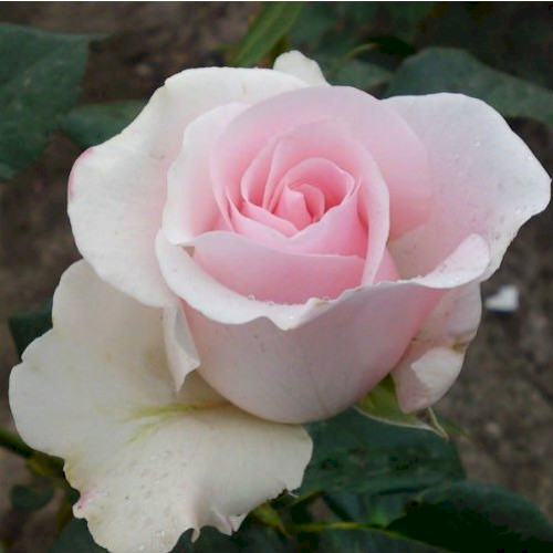 Троянда Титанік (Titanic)