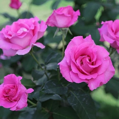 roza_chayno-gibridnaya_ze_makkartni_rouz_the_mccartney_rose-95139011533723-1.jpg Троянда Маккартні Роуз (McCartney Rose)