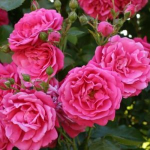 roza_pletistaya_laguna_laguna-59528292549980-1.jpg Троянда "Лагуна" плетиста