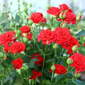 rozafloribundamirabel-1.jpg Троянда спрейка Мірабель