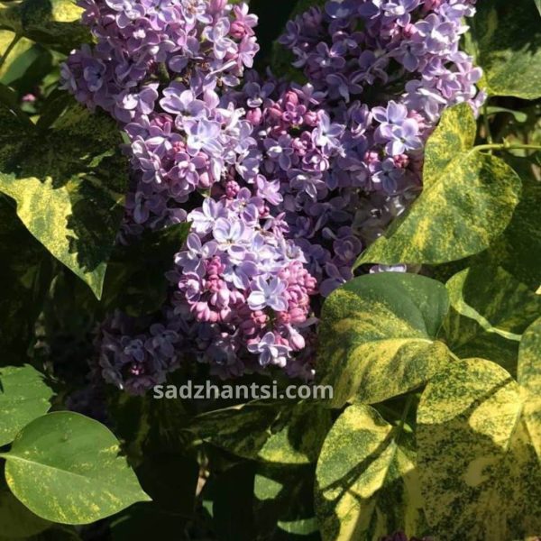 Бузок пестролистий рожево-темний, відкрита коренева