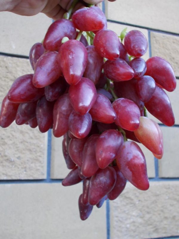 Виноград "Дубовський рожевий"