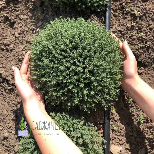 Чебрець декоративний