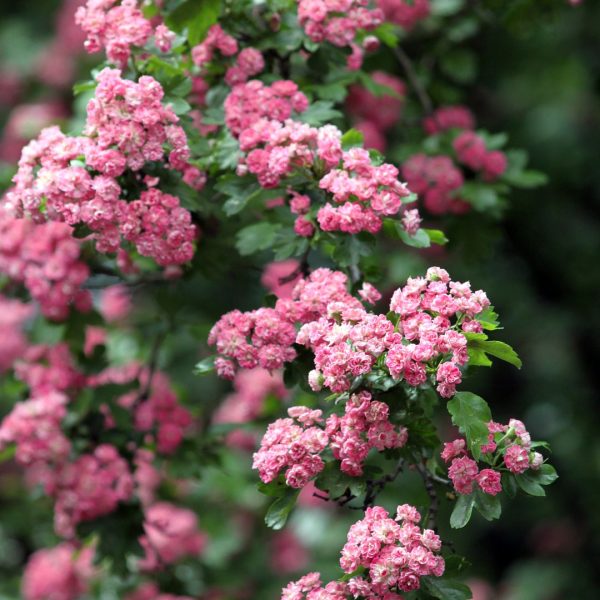 xr:d:DAFbkyim3l4:165,j:44900406321,t:23041007 Глід декоративний, саджанці дворічні (Бояришник)