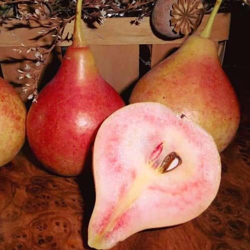 Груша червоном'якотна Весільна (сорт ранній)