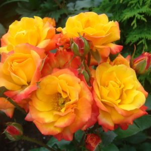 samba-photo-big-1.jpg Троянда "Самба" спрейка