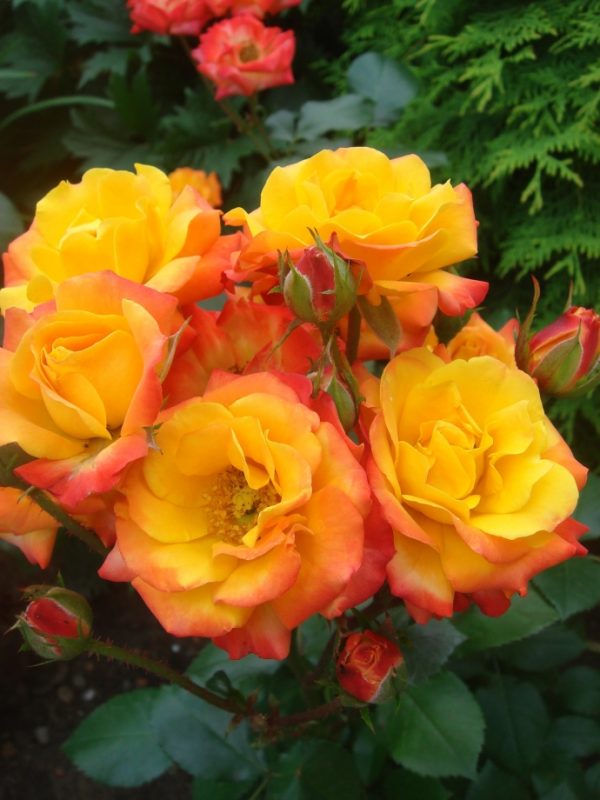 Троянда "Самба" спрейка