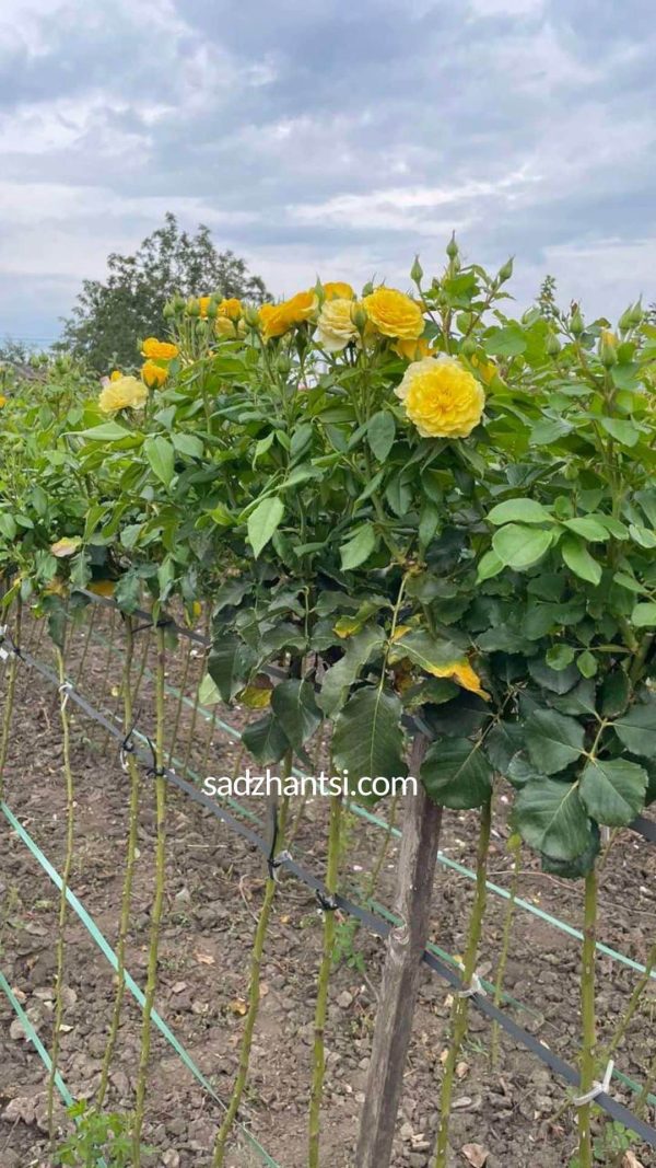 Троянда на штамбі  Сан Сіті