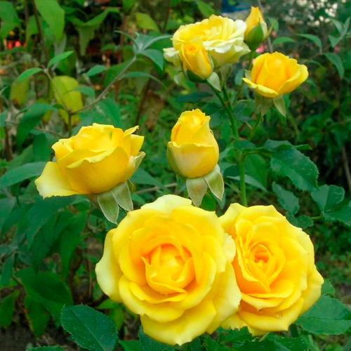 san-siti-1.jpg Троянда бардюрна Сан Сіті