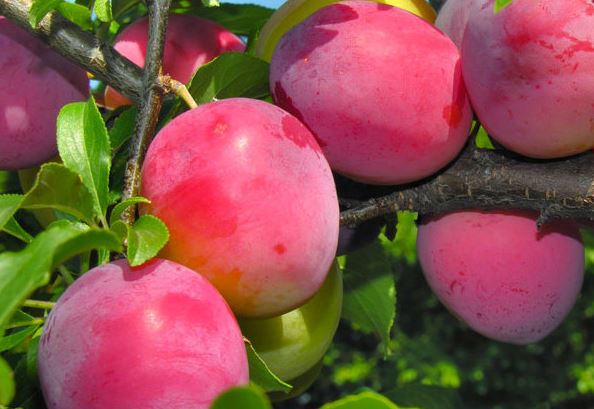 san.jpg Слива диплоїдна " Октобер сан", пізній сорт