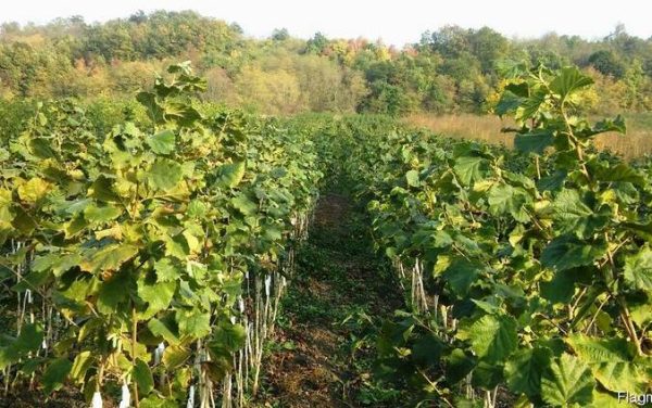 Фундук Шедевр