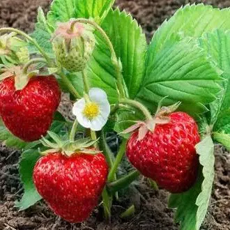 sazhentsy-klubniki-kopanye-fresh-pegas-sredne-pozdniy-srok-sozrevaniya-51431546638883.webp Полуниця"Пегас"(середньо-пізний сорт ) Продаємо від 10 шт одного сорту