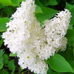 sazhentsy-sireni-betsi-800x800-1.jpg Бузок "Бетсі Росс" дворічні, закрита