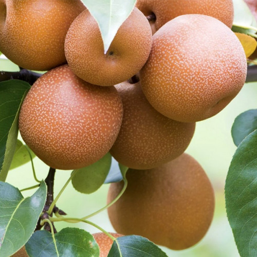 sekui-500x500-1.jpg Груша "Секуї", азійська, саджанці дворічні