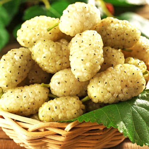 Шовковиця "Біла медова"