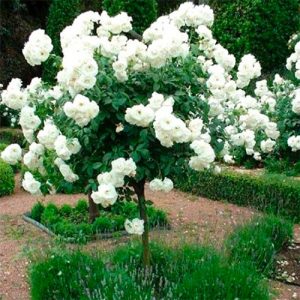 Троянда на штамбі Біла Сенсація