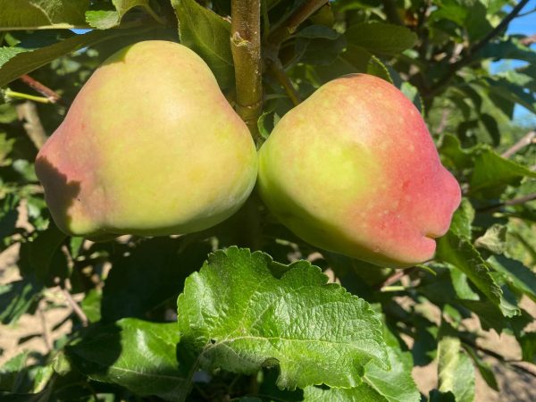 Яблуня "Кандиль Синап", середній термін дозрівання