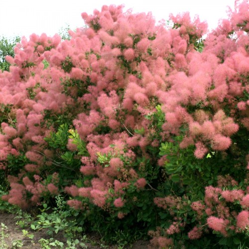 skumpiya-obyknovennaya-500x500-1.jpg Скумпія шкіряста (Cotinus coggygria Scop.)