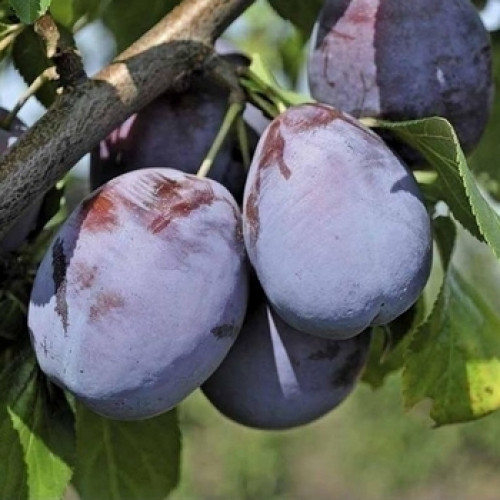 Cлива Амерс