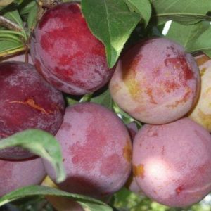 sliva-otsark-premer-3.jpg Cлива Оцарк Прем'єр, диплоїдна, середній термін дозрівання