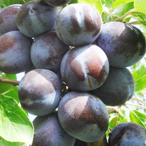 sliva-top-gigant.jpg Cлива Топ-гігант