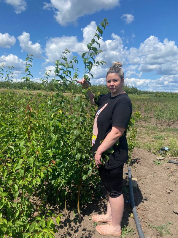 Cлива Бербанк Гігант диплоїдна