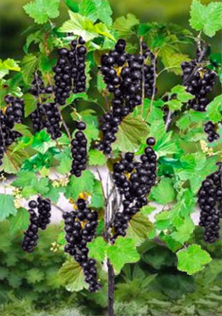 smorodina-chernaya-na-shtambe.jpg Смородина чорна, на штамбі