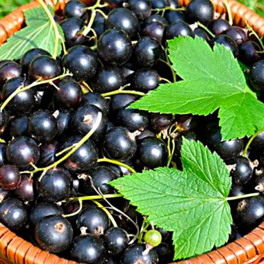 Смородина Ювілейна Копаня, середньо-пізній термін дозрівання