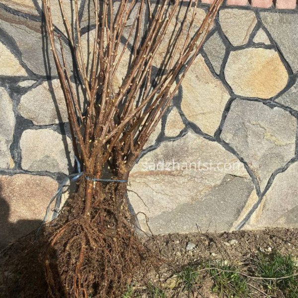 Смородина "Багіра"