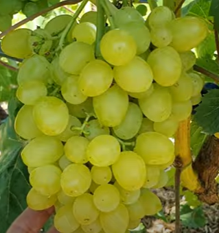 Виноград "Цимус"(Ранній сорт кишмиш)