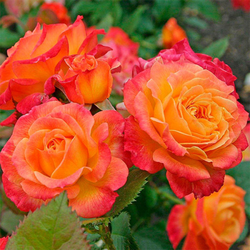 solnyshko_1-500x500-1-1.jpg Троянда Сонечко (Sun)