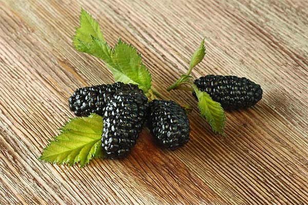 Шовковиця "Солодкий сон"