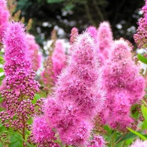 Спірея Іволисна ( Spiraea salicifolia )