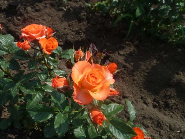 Троянда спрей Алергія