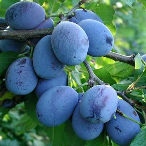 Cлива Стенлей