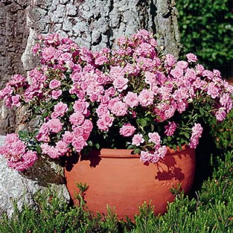 sugar-baby-1_2-1.jpg Троянда бордюрна Шуга Бэйби