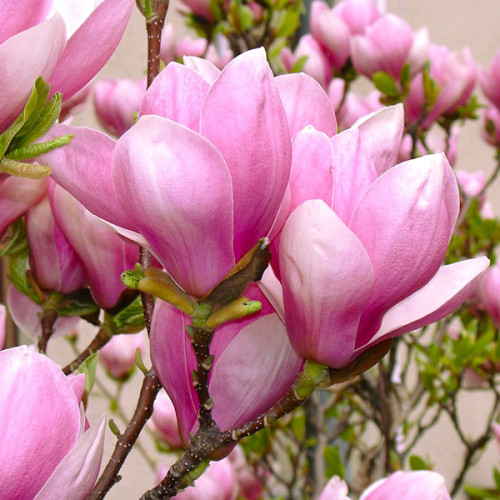 Магнолія "Суланжа" Рожева