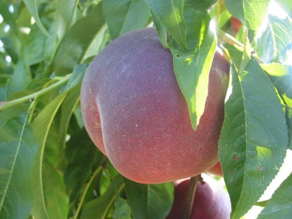 Персик "Саммер Леді" літній сорт, пізній термін дозрівання