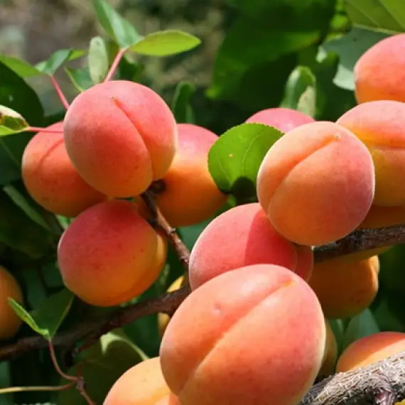 Абрикос колоновидний Санні, ранній термін дозрівання