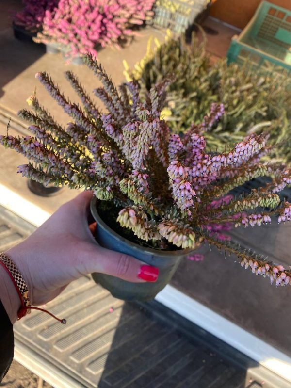 Еріка Дарленська Дженні Портер - світло-рожева