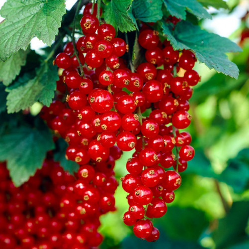 Червона порічка на штамбі