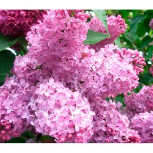 syringa-top-1200x900-1.jpg Бузок Syrínga, закрита коренева