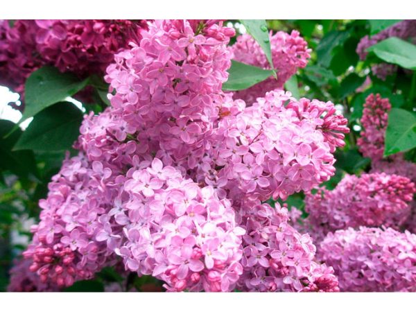 Бузок Syrínga, відкрита коренева