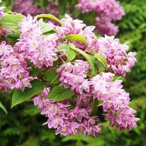 Дейция Tourbillon Rouge