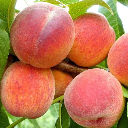 Персик "Київський" ранній термін дозрівання