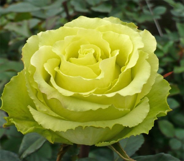 Троянда Ківі