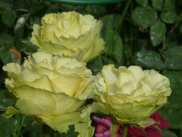 Троянда Ківі